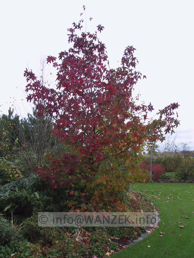 Liquidambar styraciflua - Heister Sol in Herbstfaerbung2.jpg